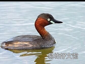 这种水鸟你们那儿叫什么名字