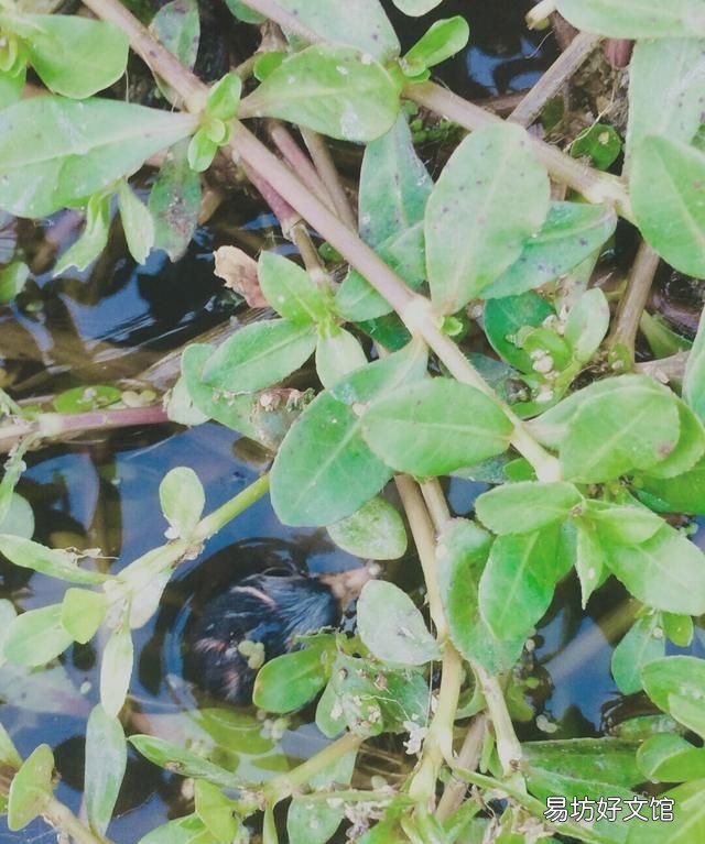 这种水鸟你们那儿叫什么名字