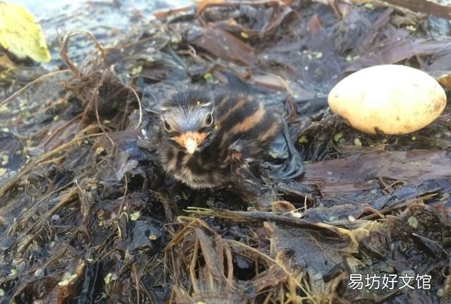 这种水鸟你们那儿叫什么名字