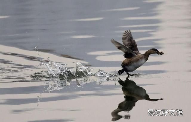 这种水鸟你们那儿叫什么名字