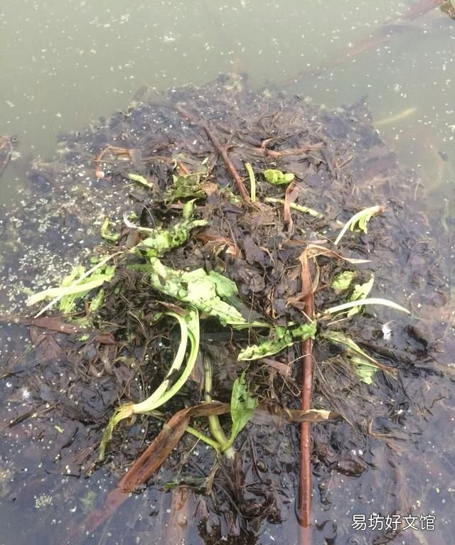 这种水鸟你们那儿叫什么名字