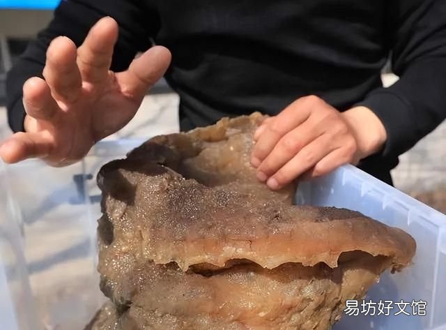 太岁到底是什么动物还是植物,为什么太岁不是植物也不是动物