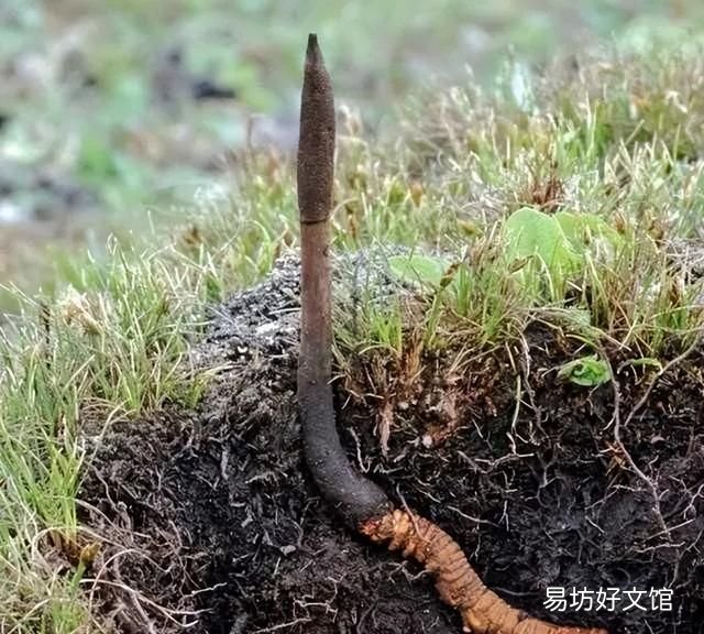 太岁到底是什么动物还是植物,为什么太岁不是植物也不是动物