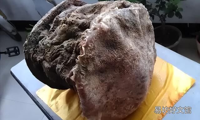 太岁到底是什么动物还是植物,为什么太岁不是植物也不是动物