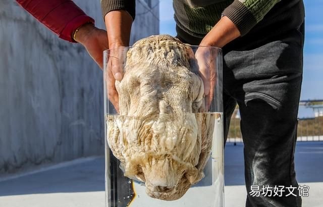 太岁到底是什么动物还是植物,为什么太岁不是植物也不是动物