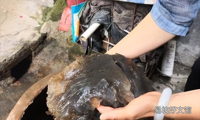 太岁到底是什么动物还是植物,为什么太岁不是植物也不是动物