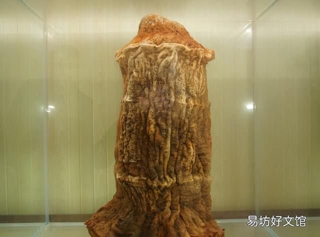 太岁到底是什么动物还是植物,为什么太岁不是植物也不是动物