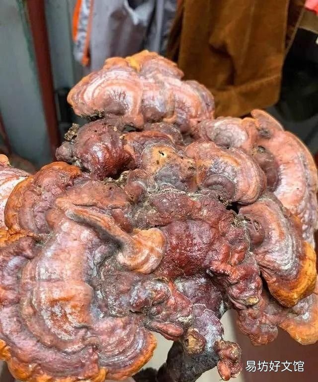 太岁到底是什么动物还是植物,为什么太岁不是植物也不是动物