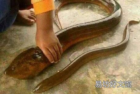 怎么分辨公鱼母鱼