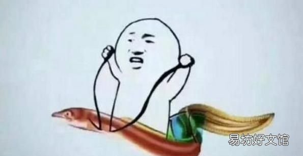 怎么分辨公鱼母鱼
