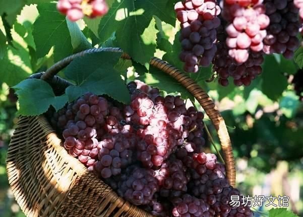 葡萄如何保鲜储存