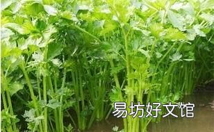 河里的水芹菜能吃吗