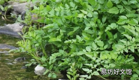 河里的水芹菜能吃吗