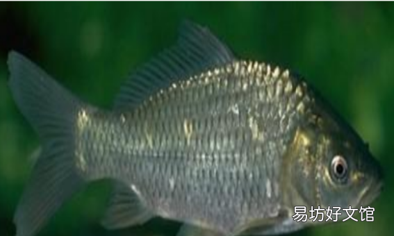 秋冬钓鲫鱼窝料配方，秋冬野钓鲫鱼饵料配方大全