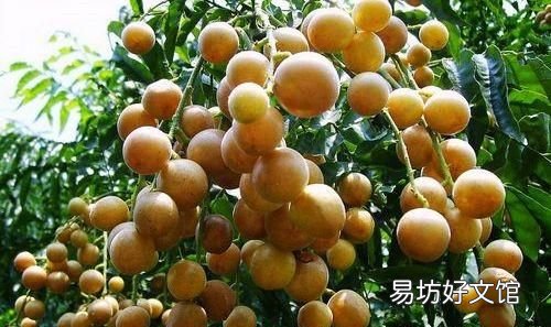 黄皮怎么保鲜:冰糖黄皮怎么做?