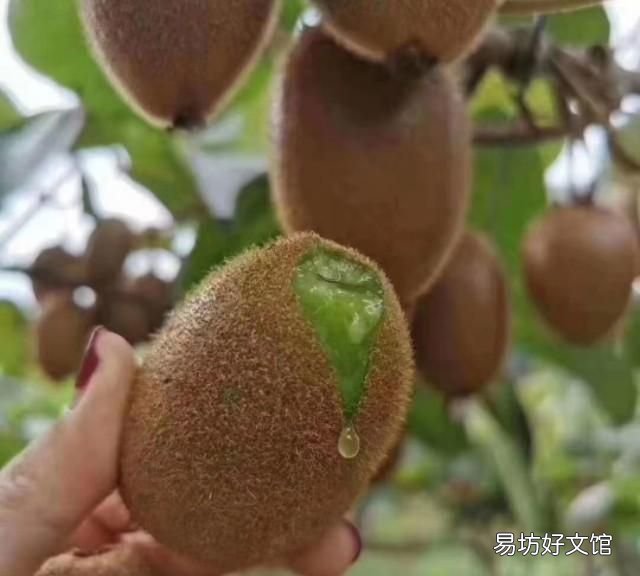 獼猴桃用什么催熟劑最好，紅心獼猴桃怎么催熟最快