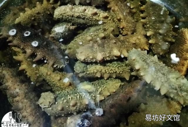 海参怎么泡发海参正确方法