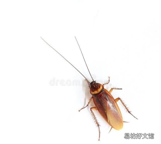 厨房反复出现蟑螂