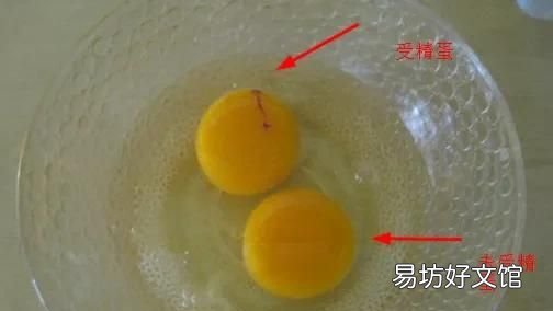 受精蛋能吃吗,受精鸡蛋吃了有什么影响么
