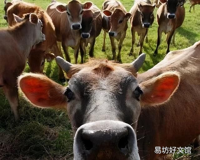 对牛弹琴:比喻对不能理解的人白费口舌、力气、力气 对牛弹琴的意思