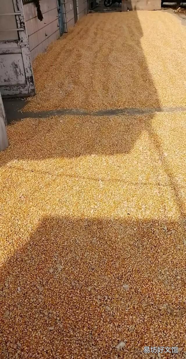 玉米生虫子怎么处理,玉米贮存产生的虫子怎么治理