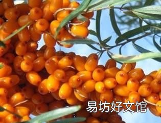 沙棘果的种植,沙棘果是一种什么水果?