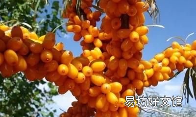沙棘果的种植,沙棘果是一种什么水果?