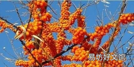 沙棘果的种植,沙棘果是一种什么水果?