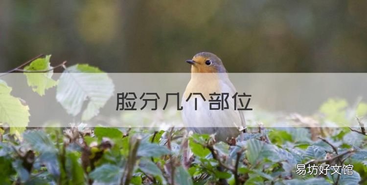 脸分几个部位,除皱针的危害和副作用
