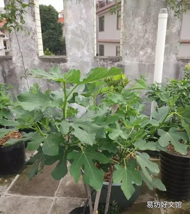 无花果春果落果什么原因