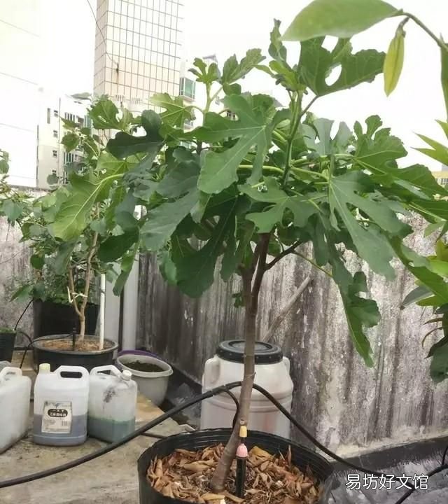 无花果春果落果什么原因
