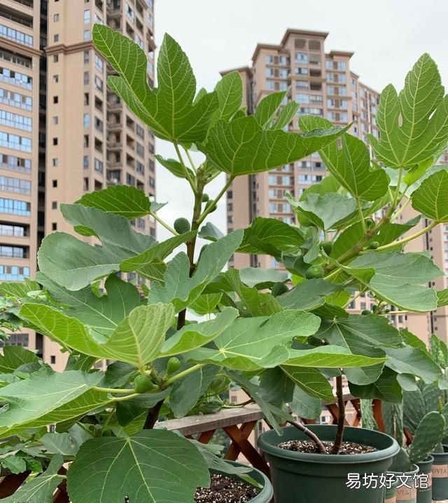 无花果春果落果什么原因