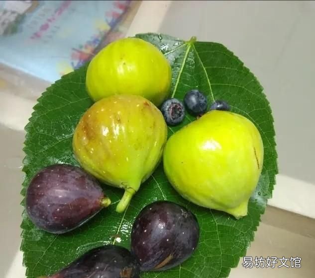 无花果春果落果什么原因