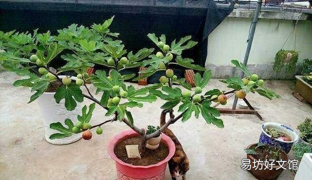 无花果春果落果什么原因