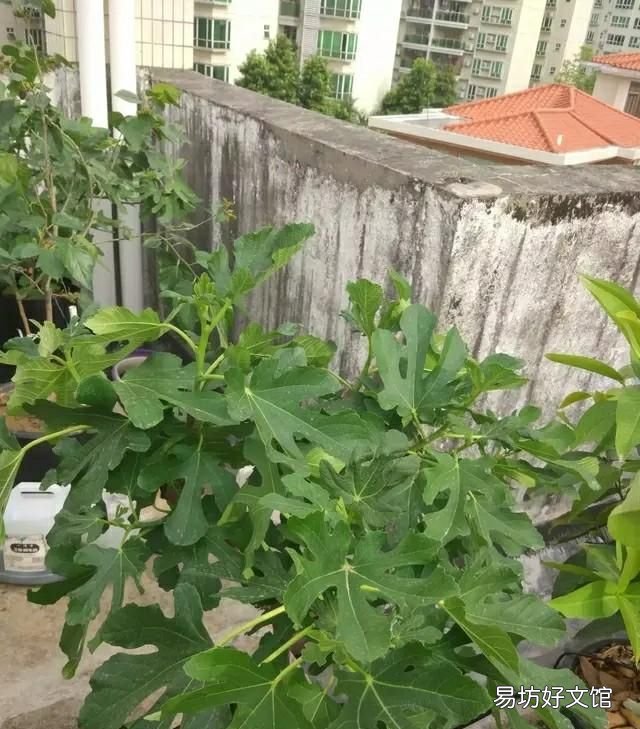 无花果春果落果什么原因