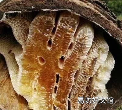 蜂蜜可以直接吃吗 蜂蜜有毒吗?
