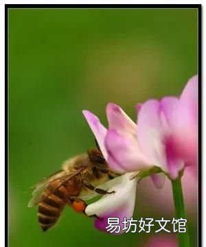 蜂蜜可以直接吃吗 蜂蜜有毒吗?