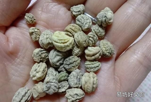 旱金莲,超好养的旱金莲,呼呼爬满藤,下个月变成花帘子
