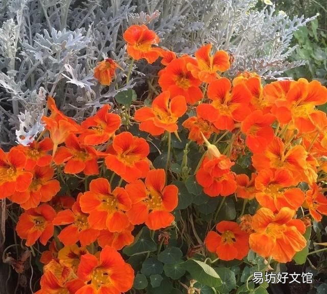旱金莲,超好养的旱金莲,呼呼爬满藤,下个月变成花帘子