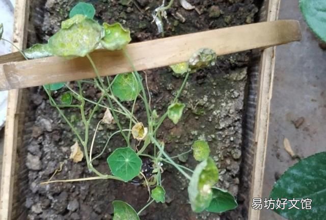 旱金莲,超好养的旱金莲,呼呼爬满藤,下个月变成花帘子