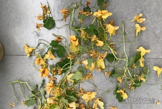旱金莲,超好养的旱金莲,呼呼爬满藤,下个月变成花帘子