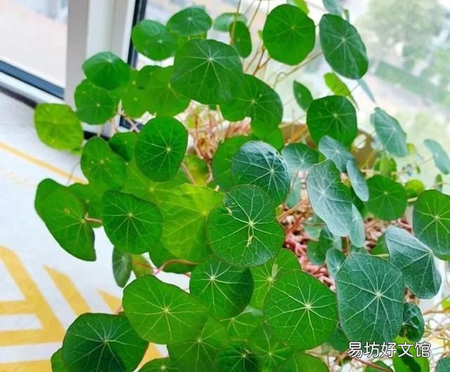 旱金莲,超好养的旱金莲,呼呼爬满藤,下个月变成花帘子
