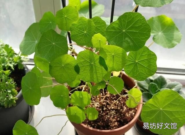 旱金莲,超好养的旱金莲,呼呼爬满藤,下个月变成花帘子