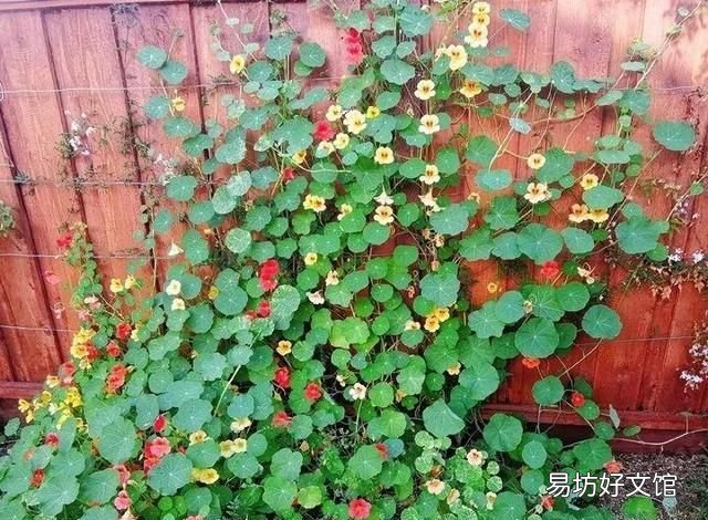 旱金莲,超好养的旱金莲,呼呼爬满藤,下个月变成花帘子