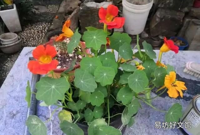 旱金莲,超好养的旱金莲,呼呼爬满藤,下个月变成花帘子