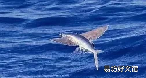 巴巴多斯岛是哪个国家,巴巴多斯是个怎样的国家