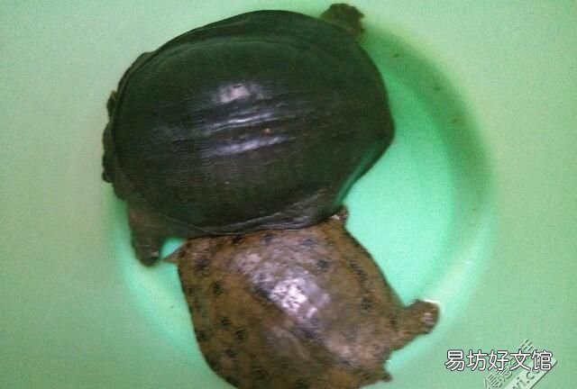甲鱼怎样宰杀