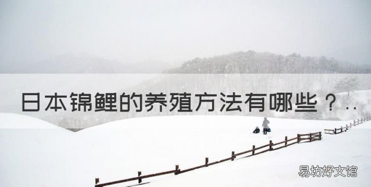 日本锦鲤的养殖方法,正宗日本锦鲤有何特征