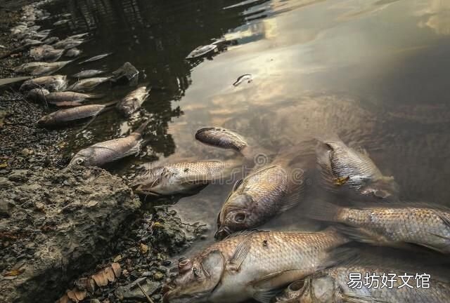 为什么有的鱼吃起来有土腥味