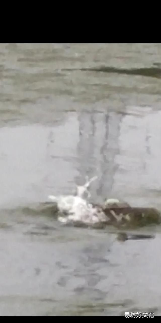 为什么有的鱼吃起来有土腥味